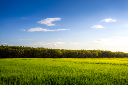 Field of green grass and perfect sky and treesの写真素材