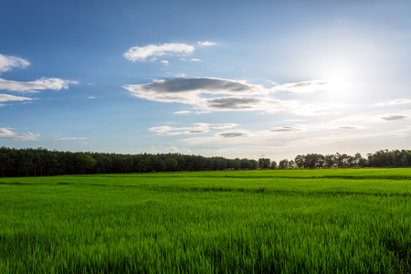 Field of green grass and perfect sky and treesの写真素材