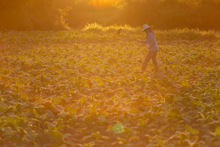 Cuban tobacco farmer working the soil on a field surrounded by green tobacco leaves.の写真素材