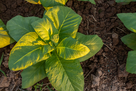 Tobacco field, Tobacco big leaf crops growing in tobacco plantation field.の写真素材