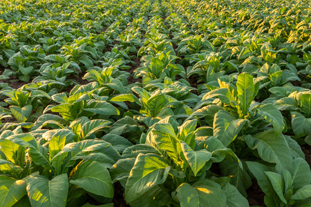 Tobacco field, Tobacco big leaf crops growing in tobacco plantation field.の写真素材