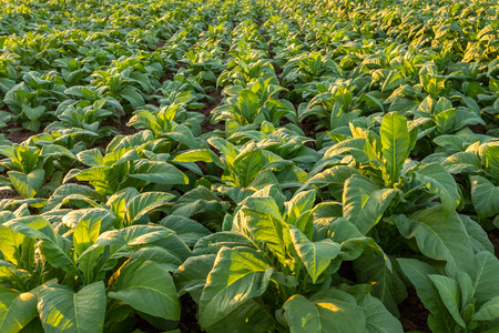Tobacco field, Tobacco big leaf crops growing in tobacco plantation field.の写真素材