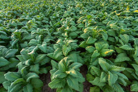 Tobacco field, Tobacco big leaf crops growing in tobacco plantation field.の写真素材