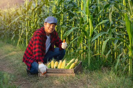 The farmer lifted his thumb to sweet corn to show his confidence in his corn.の写真素材