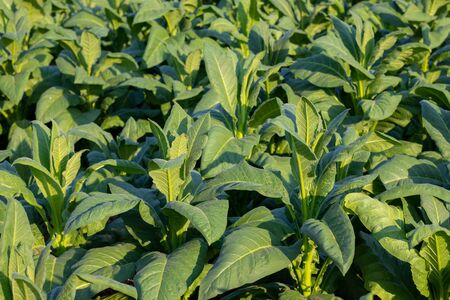 [Tobacco Thailand] View of young green tobacco plant in field at Nongkhai of Thailand.の写真素材