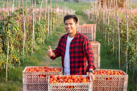 Portrait of a handsome young farmer standing in a shirt and smiling at the camera, on a Natural raw material red tomatoes, freshly picked For the red tomatoes Sauce factory and nature background.の写真素材