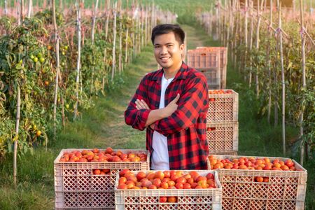 Portrait of a handsome young farmer standing in a shirt and smiling at the camera, on a Natural raw material red tomatoes, freshly picked For the red tomatoes Sauce factory and nature background.の写真素材