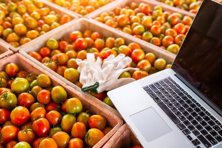 Computer with gloves, put on a lot of tomatoes, the concept of trading tomatoes online.の写真素材