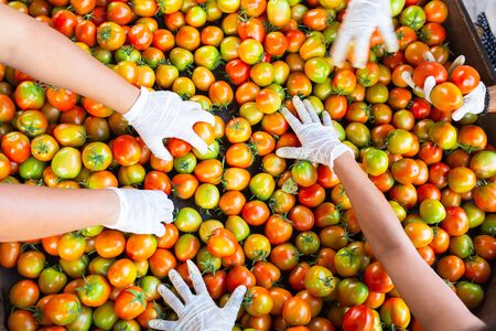 [Tomato top view] The hands of workers picking fresh tomatoes for quality products to produce ketchup.の写真素材