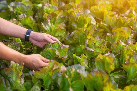 close up view hands of farmer picking lettuce in hydroponic greenhouse. Hydroponics method of growing plants vegetables salad farm, in water, without soil. Hydroponic lettuces in hydroponic pipe.の写真素材