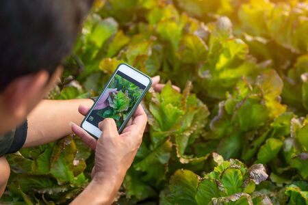 close up view hands of Farmers are looking for organic vegetables and using mobile phones to take pictures of their quality growth at the hydroponic greenhouse.の写真素材