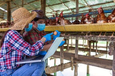 Two Asian farmers inspect and record the quality data of the chicken eggs using a laptop in eggs...