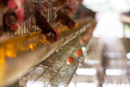chicken farm, production of Chicken for eggs,Eggs in tray. chickens eating food.の写真素材