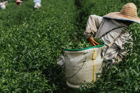 Asian farmer working in the lush fields of a terraced farm.のeditorial素材