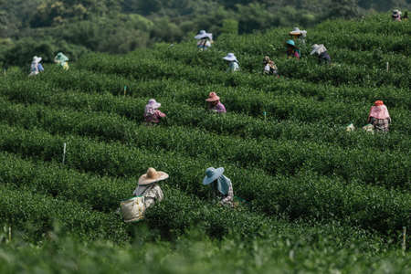 Asian group farmer working in the lush fields of a terraced farm.のeditorial素材