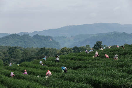 Asian group farmer working in the lush fields of a terraced farm.のeditorial素材