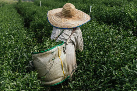Asian farmer working in the lush fields of a terraced farm.のeditorial素材