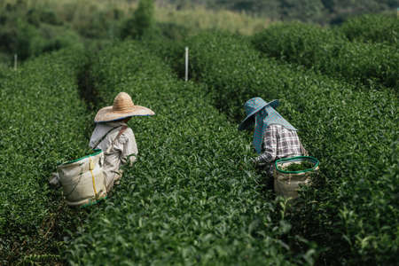 Asian group farmer working in the lush fields of a terraced farm.のeditorial素材