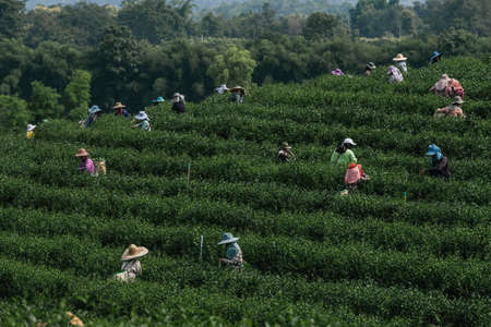 Asian group farmer working in the lush fields of a terraced farm.
