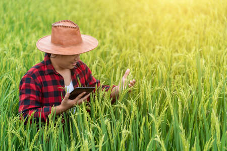 Asian young farmers is using the research tablet and studying the development of rice varieties in the field. To increase the productivity. Agriculture technology concept.