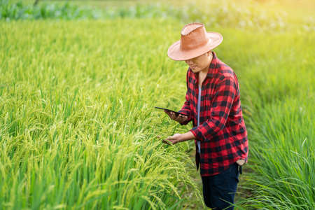 Asian young farmers is using the research tablet and studying the development of rice varieties in the field. To increase the productivity. Agriculture technology concept.の写真素材