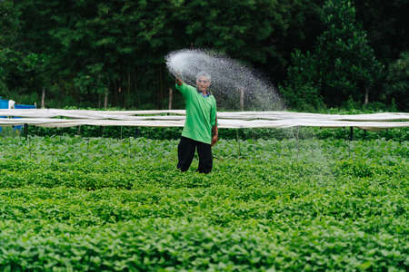 Asian farmer watering sprout vegetable with rubber tube in fields. Sufficiency Agriculture Concept.の写真素材