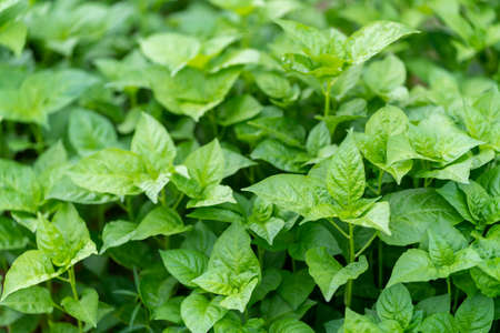 nursery of young sprout chilli before planting in the field.の写真素材