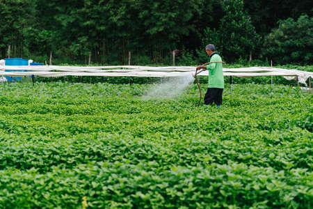 Asian farmer watering sprout vegetable with rubber tube in fields. Sufficiency Agriculture Concept.の写真素材