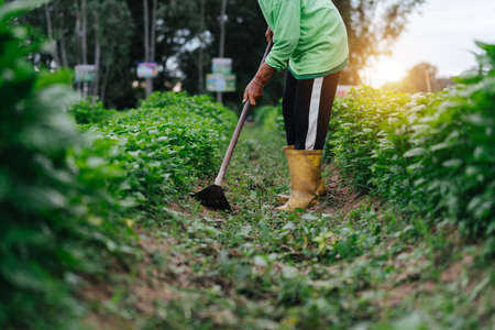 Close up Asian farmer gowing grass in fields. Sufficiency Agriculture Concept.の写真素材