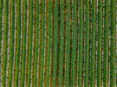 Top view pattern of tomato plant green background, Agricultural industry concept