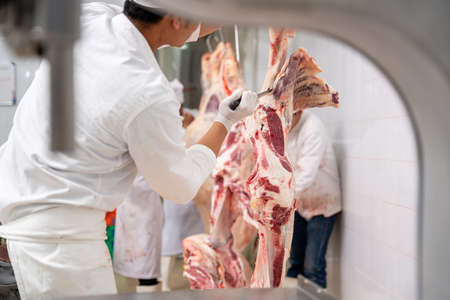 Meat industry, butcher cut raw meats hanging in the cold store. Cattles cut and hanged on hook in slaughterhouse, Wagyu Beefの写真素材