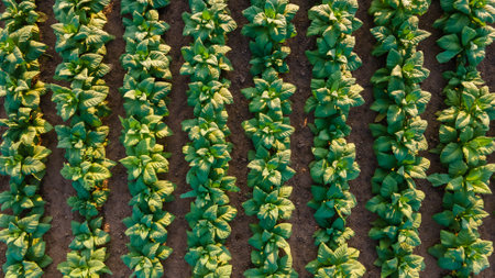 Aerial view of young green tobacco plant in fieldの写真素材