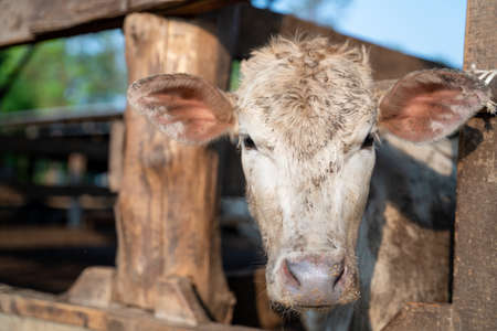 Beef cow, Charolais, Charolais are raised for meat; they may be crossed with other breeds.の写真素材
