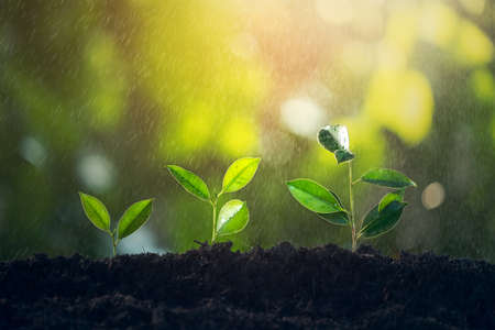 Tree Growth Three Steps In nature and and water the seedlings that growing tree beautiful morning lighting, Financial growth or of saving money and increasing finances concept, Economic stormの写真素材