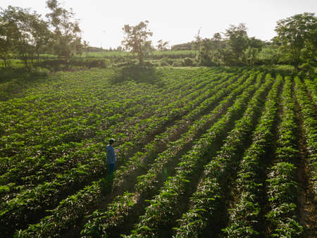 Top view of farmer in row of cassava tree in field. Growing cassava, young shoots growing. The...