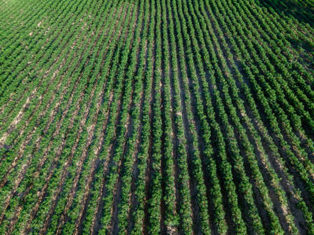 Top view of row of cassava tree in field. Growing cassava, young shoots growing. The cassava is the tropical food plant, it is a cash crop in Thailand.の写真素材