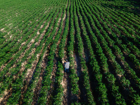 Aerial view of farmer in row of cassava tree in field. Growing cassava, young shoots growing. The cassava is the tropical food plant, it is a cash crop in Thailand.の写真素材