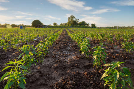 growing peppers in the farm field. agriculture.