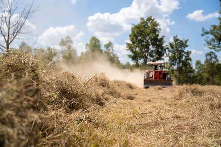 Selective focus grass, Tractor with mower the pangola grass at a commercial turf growing farm....