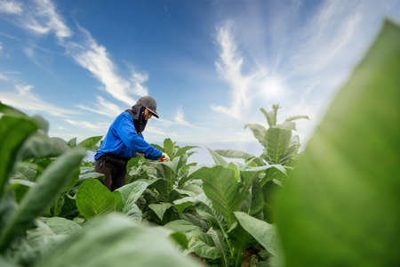 Agriculture of Tobacco Industry, Female Farmers working in tobacco fields with beautiful blue sky...