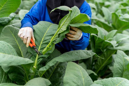 Close up hand of farmers use gardener pruning to Caring for the growth of tobacco plants.の写真素材