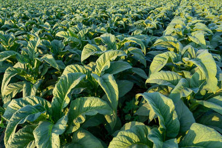 Planting and harvesting season tobacco in tobacco plantation field.Tobacco Industry for Agriculture and Export.の写真素材