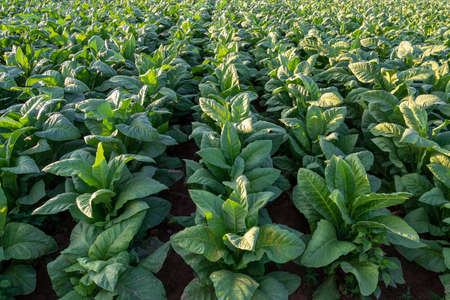 Growing season tobacco in tobacco plantation field.Tobacco Industry for Agriculture and Export.の写真素材