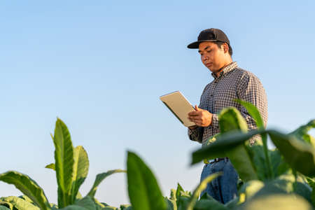 Asian Farmer holding a tablet in a tobacco farm. Concept of using technology for agricultureの写真素材