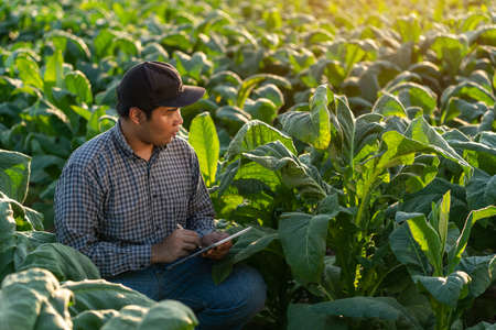 close up of asian farmer use a tablet to collect tobacco leaf growth data. Agriculture.の写真素材