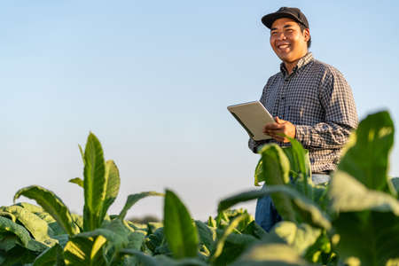 Happy of Asian Farmer holding a tablet in a tobacco farm. Concept of using technology for...