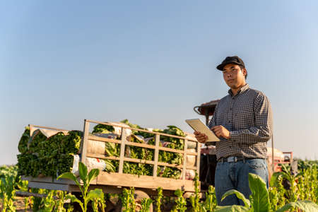 Agriculture, Farmer holding a tablet sees the future of utilizing the Internet to improve the productivity of the tobacco industry and Background with harvested tobacco leaves on a tractor.の写真素材