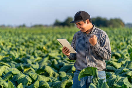 A farmer holds a tablet and demonstrates success in using technology to help develop tobacco to meet industry standards in tobacco fields.の写真素材