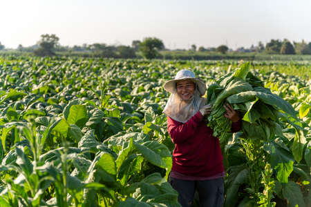 Agriculture, Happy female farmer harvest of tobacco leaves in the harvest season at  field. Tobacco industry.の写真素材