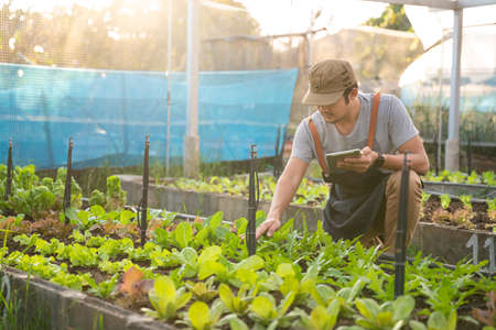 Organic vegetables. A Farmer holding harvested vegetables in organic greenhouse.の写真素材